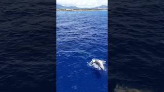 🐋 Surprise Humpback Whale Jump kauai humpbackwhale shorts dji [upl. by Viridissa]