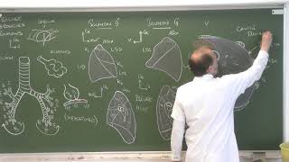 Thorax 8  Trachée bronches poumons plèvre Descriptive anatomy of the respiratory tract [upl. by Ahsyek]