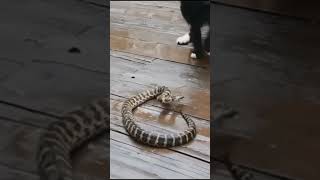 GATO ESPANCA COBRA🐍🐊🐟😰😂gatos cobra [upl. by Alexandro]