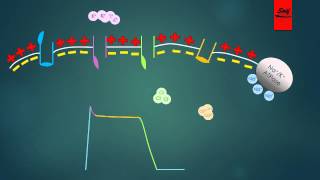 Mechanism of Action of Antiarrhythmic Drugs [upl. by Tallbot724]