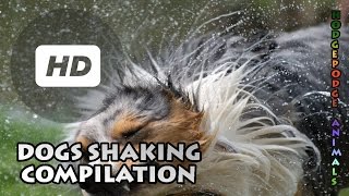 Dogs Shaking Compilation ● Slow Motion [upl. by Aekan]