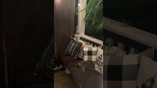 Surprise Guest Cat Caught Taking A Night Cap On Porch🌙😻catsleeping mommyvlogger funny shorts [upl. by Annot]