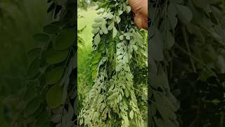 Superfood Moringa or Drumstick The Miracle Tree For Health and Wellness Drumstick shorts [upl. by Omrellug]