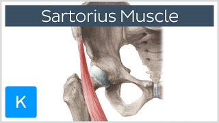 Sartorius Muscle  Origin Insertion Innervation amp Actions  Anatomy  Kenhub [upl. by Mather670]