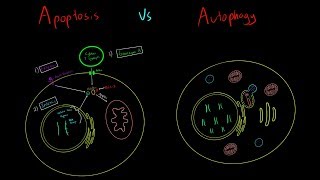 Apoptosis vs Autophagy EVERYTHING YOU NEED TO KNOW CELLULAR BIOLOGY MCAT [upl. by Aleakam375]