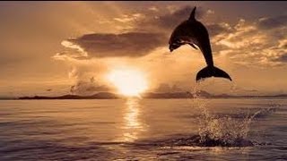 Dolphin Jumping 20 feet [upl. by Ginni]