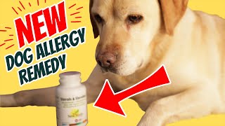 Dog Allergy NEW Home Remedy [upl. by Noram]