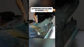 Le poisson le plus cher au monde‼️😱😱food delicious découverte poisson fish bluefish pourtoi [upl. by Nosydam]