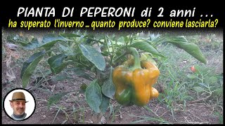 PIANTA DI PEPERONE DI DUE ANNI [upl. by Nikkie]