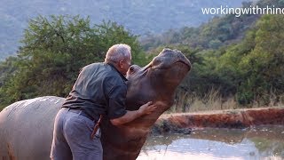 Meet eMMa – A hippo that was rescued when she was just a week old [upl. by Rosmarin768]