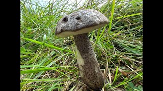 Identifying the Slate Bolete Leccinum duriusculum [upl. by Einoj961]