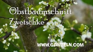 Obstbaumschnitt für Zwetschke im Jänner und Februar [upl. by Asaert752]