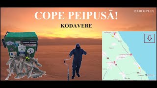 Cope Peipusā Kodavere [upl. by Noiz]