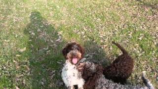 Lagotto Romagnolo puppies [upl. by Sidwel520]