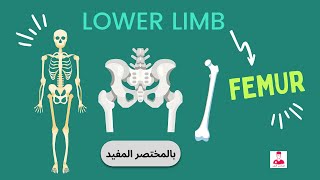 عضم الفخذ كورس الطرف السفلي  FEMUR [upl. by Busiek]