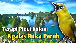 Terapi Pleci Koloni Cepat Ngalas  Simulasi Lomba Pleci terapipleci simulasilombapleci pleci [upl. by Rehnberg950]