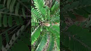 Cardboard Palm Zamia furfuracea in Cycad Family Zamiaceae [upl. by Iruy851]