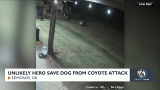 Unlikely hero saves dog from coyote attack [upl. by Adianez]