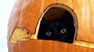 Black Cats First Pumpkin [upl. by Angadresma]