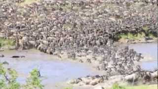 Great Wildebeest Migration River Crossing in Tanzania [upl. by Anyela917]