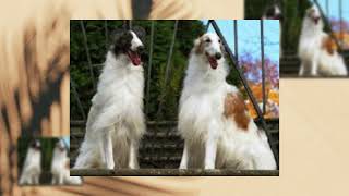 BORZOI DOG [upl. by Ellita]