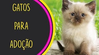 GATOS PARA ADOÇÃO 01  PROCURE 1 AMIGO [upl. by Eniaj]