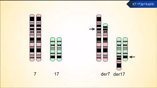 MUTAÇÕES CROMOSSÔMICAS ESTRUTURAIS 4 Translocações [upl. by Polk]
