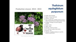 JardinageThalictrum aquilegifolium purpureum Plante vivace [upl. by Thekla]