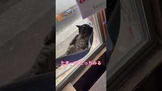 ももちゃんお手入れ保護猫癒し甘えん坊肥満猫の時間cutecatjapan九州宮崎 [upl. by Nikkie]