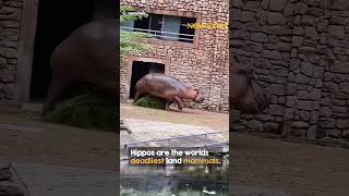 Hippo shows zookeeper whos boss 😳 [upl. by Gorrian]