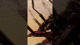 Black Widow Spiders Mating Ritual [upl. by Bellis]