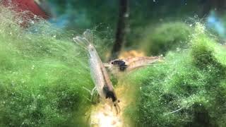 African Dwarf Frogs Amano Shrimp amp False Julii Corydoras [upl. by Eenaffit685]