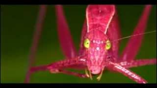 Obscure world records The loudest insect in the world [upl. by Htebasil]