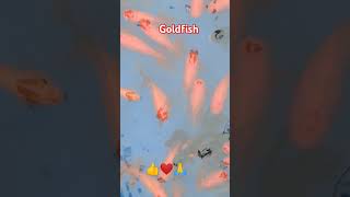 goldfish ytshort youtubeshorts viralshot trandingshotaquarium colourfishaquaristichighlight [upl. by Nahk]