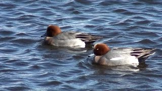 Silbón europeo Mareca penelope Eurasian Wigeon [upl. by Yhtamit316]