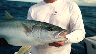 HOW TO FILLET FISH  YELLOWTAIL KINGFISH [upl. by Etnovahs]