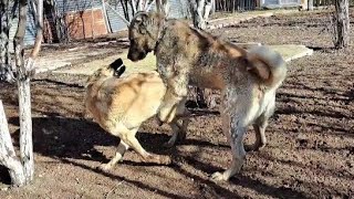 İLK DEFA EŞLEŞEN KANGALIM BENİ ÇOK ZORLADI Baskın Erkek Kızanda Köpek Öldürür [upl. by Nahraf]