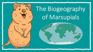 The Biogeography of Marsupials [upl. by Asirret685]