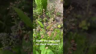 Hoary Skullcap Scutellaria incana  signs it’s time to collect seed nativeflora nativeplants [upl. by Venice]