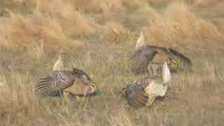 Sharptailed Grouse Courtship Dance [upl. by Brandice]