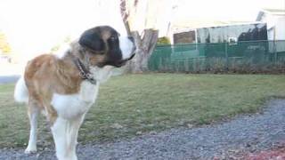 SaintBernard  Les Kongneilles [upl. by Attenod455]