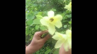 Beautiful Buhunia Edible flower amp leaves कचनार की कलियाँ shortsvideo floweringplants kachnar [upl. by Nylidnarb256]