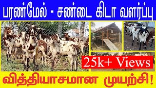 பரண்மேல் சண்டை கிடா வளர்ப்பு  Fighting Goat  கிடா முட்டு  Goat Fight  Veppur [upl. by Linet]