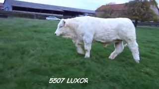 5507 LUXOR CHAROLAIS CADOUX [upl. by Baily]