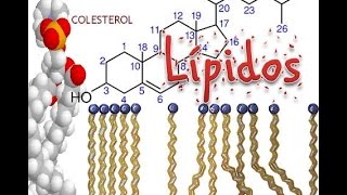 Lipidos Bioquímica [upl. by Therron]