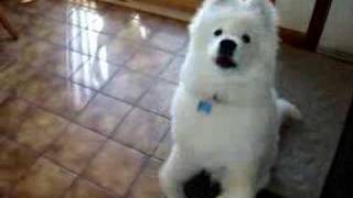 Samoyed puppy begging [upl. by Stelmach]