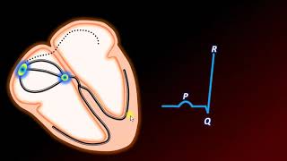 Formación de Ondas en el electrocardiograma [upl. by Marcelia]