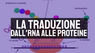 La traduzione dallRNA alle proteine 🧬 [upl. by Gerard]