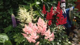 Astilbe Division Red Pink White Border Help and care Maintenance [upl. by Charie]