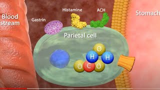 Proton Pump Inhibitors Mechanism of Action  PPI Drugs  Peptic Ulcer  Hindi  Urdu  Animation [upl. by Denise]